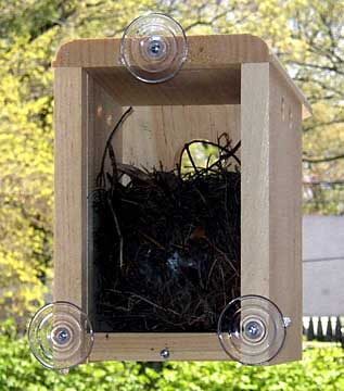 Window Nest Box