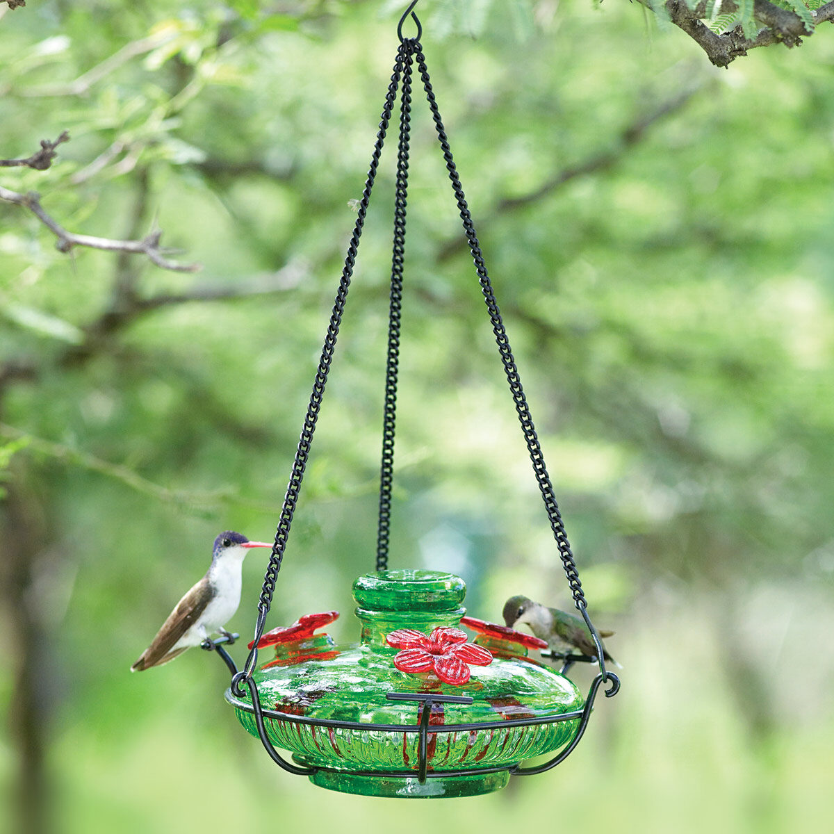 hummingbird feeder without perch