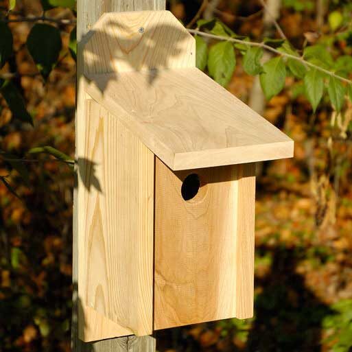 western bluebird joy box yard envy western bluebird joy box yard envy
