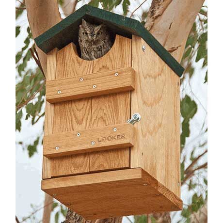 Screech Owl Bird House