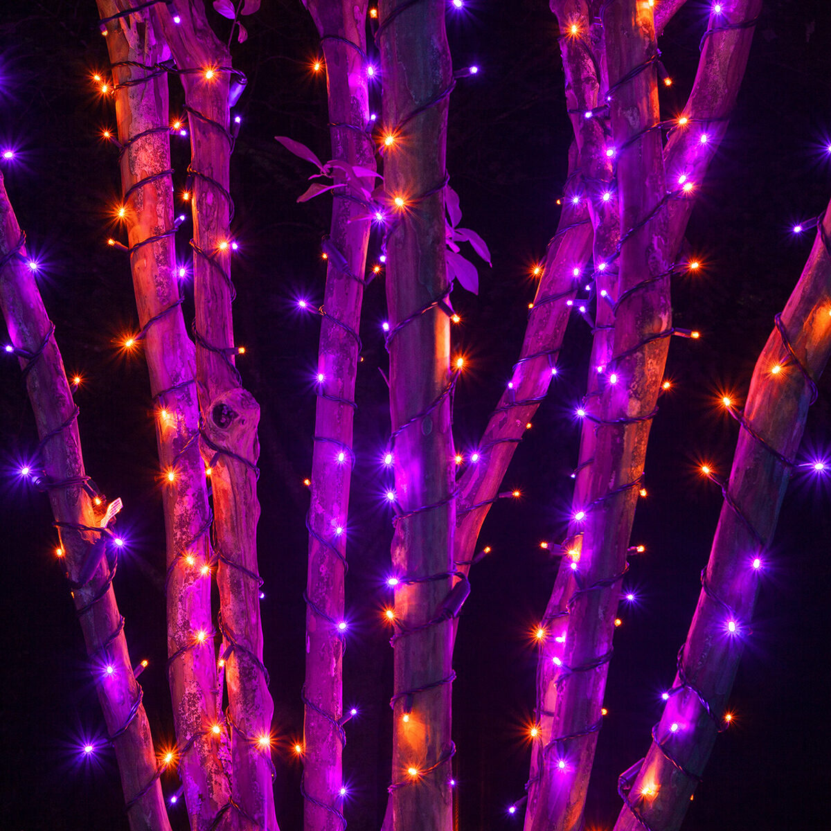 24 Wide Angle Halloween LED Mini Lights Purple Orange