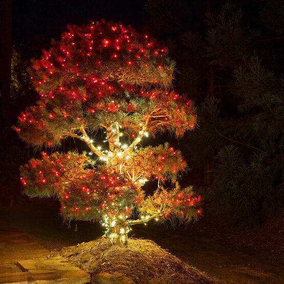 Red Outdoor LED String Lights, 50 ct, 4" Spacing 5MM