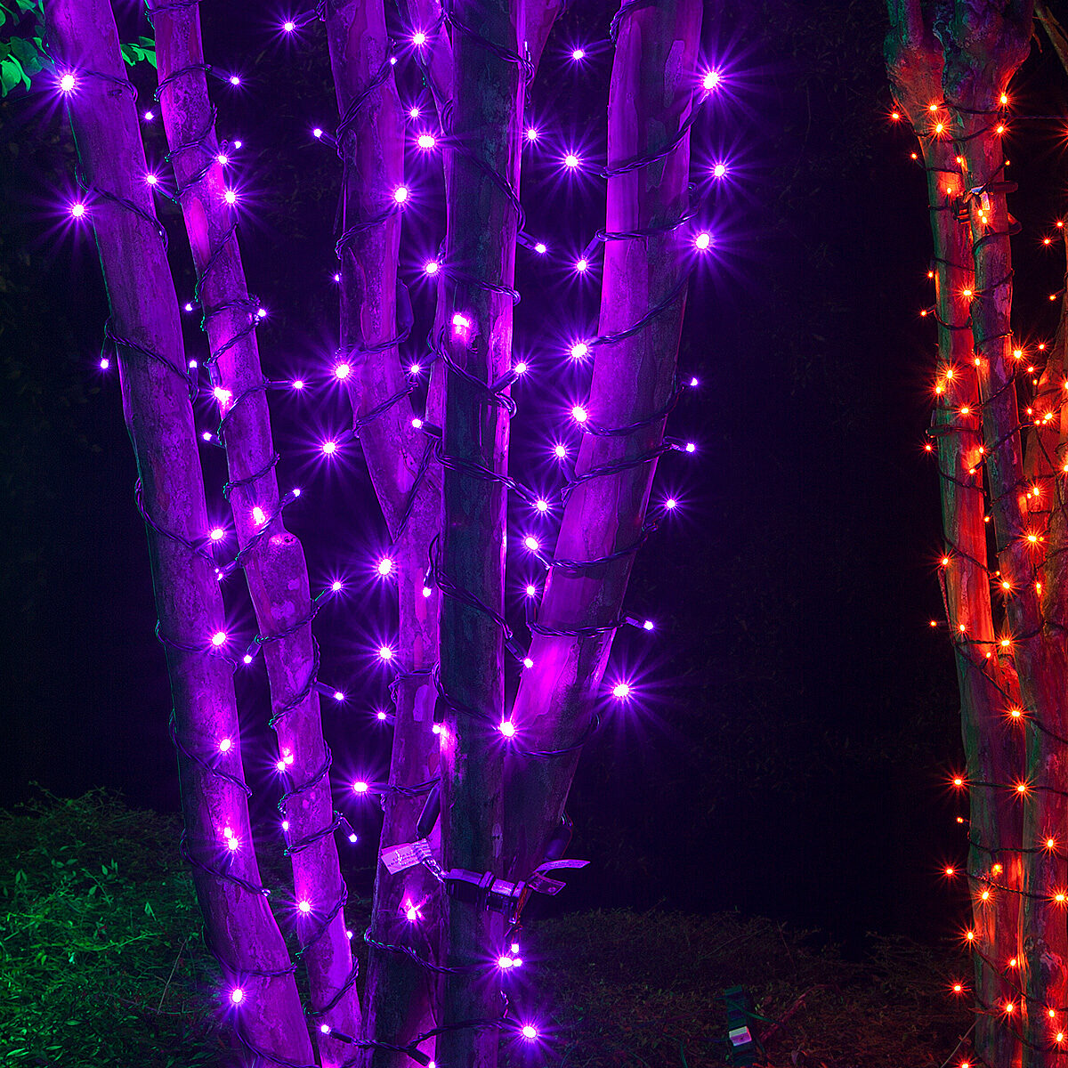 Purple shop string lights