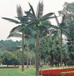 9.8' Tiara Commercial Lighted Palm Tree with Coconuts
