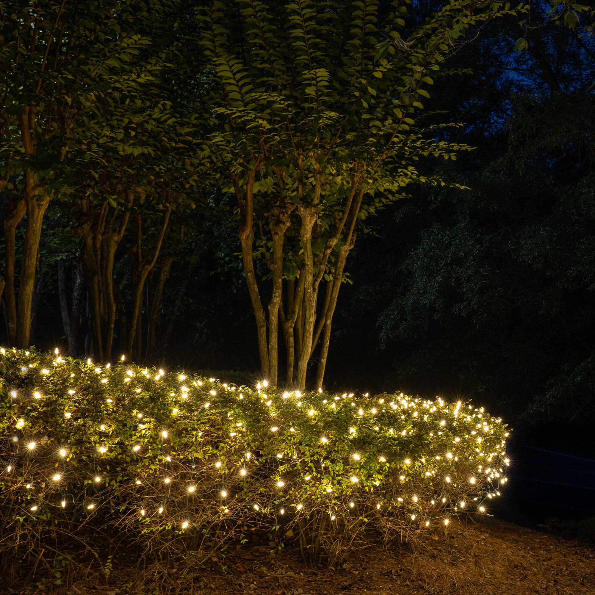 Warm white shop net lights