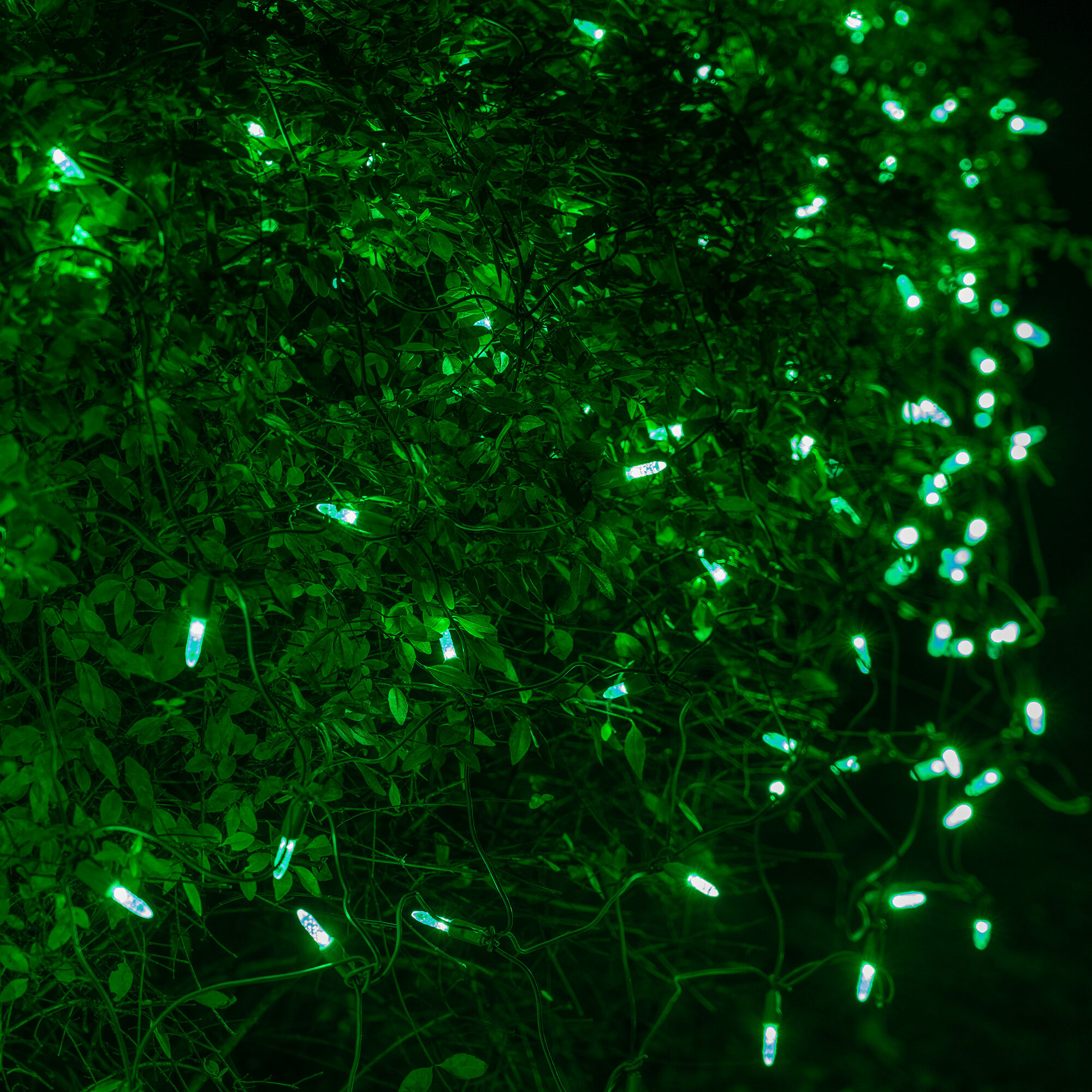 4' x 6' M5 LED Net Lights, Green, Green Wire