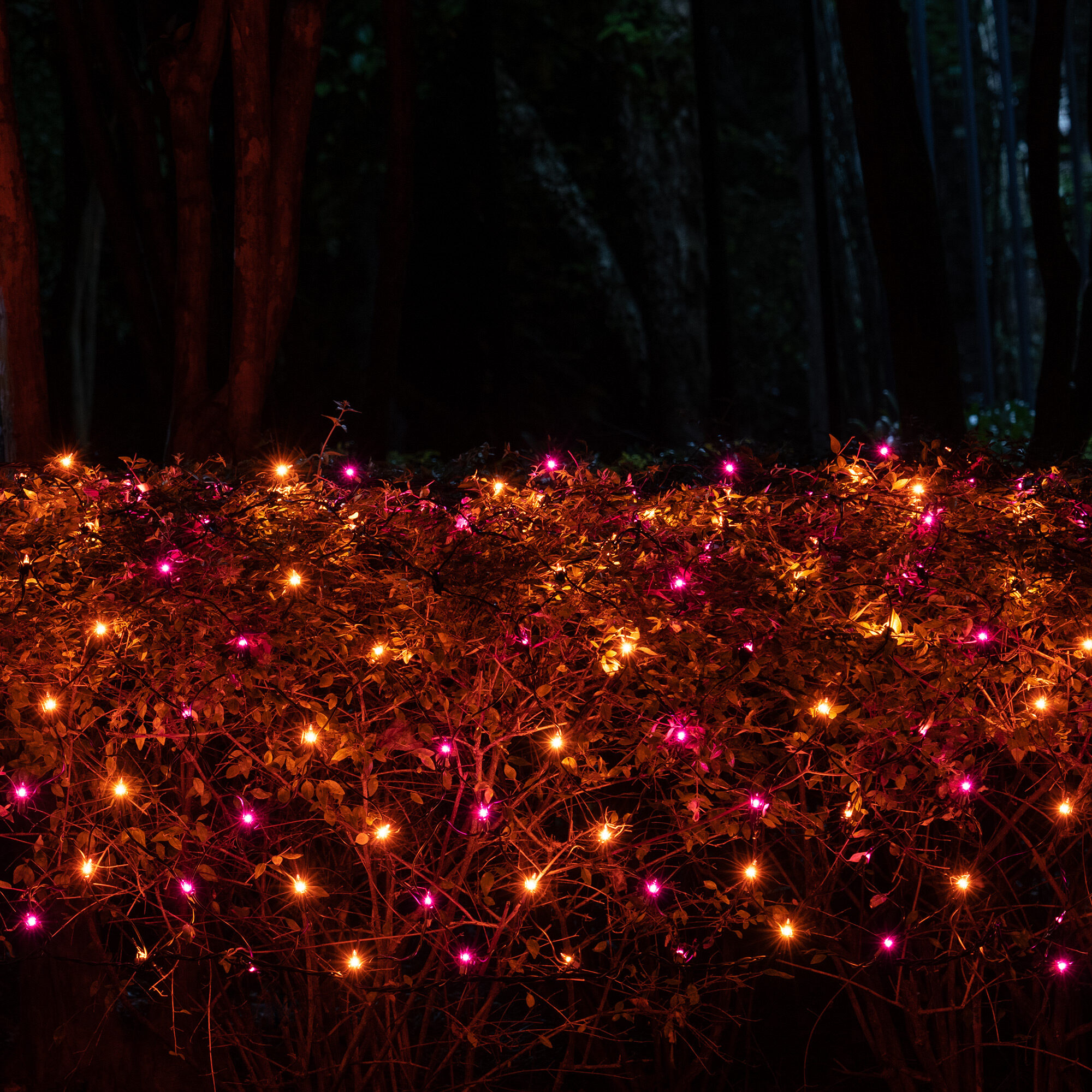 Orange halloween lights hotsell