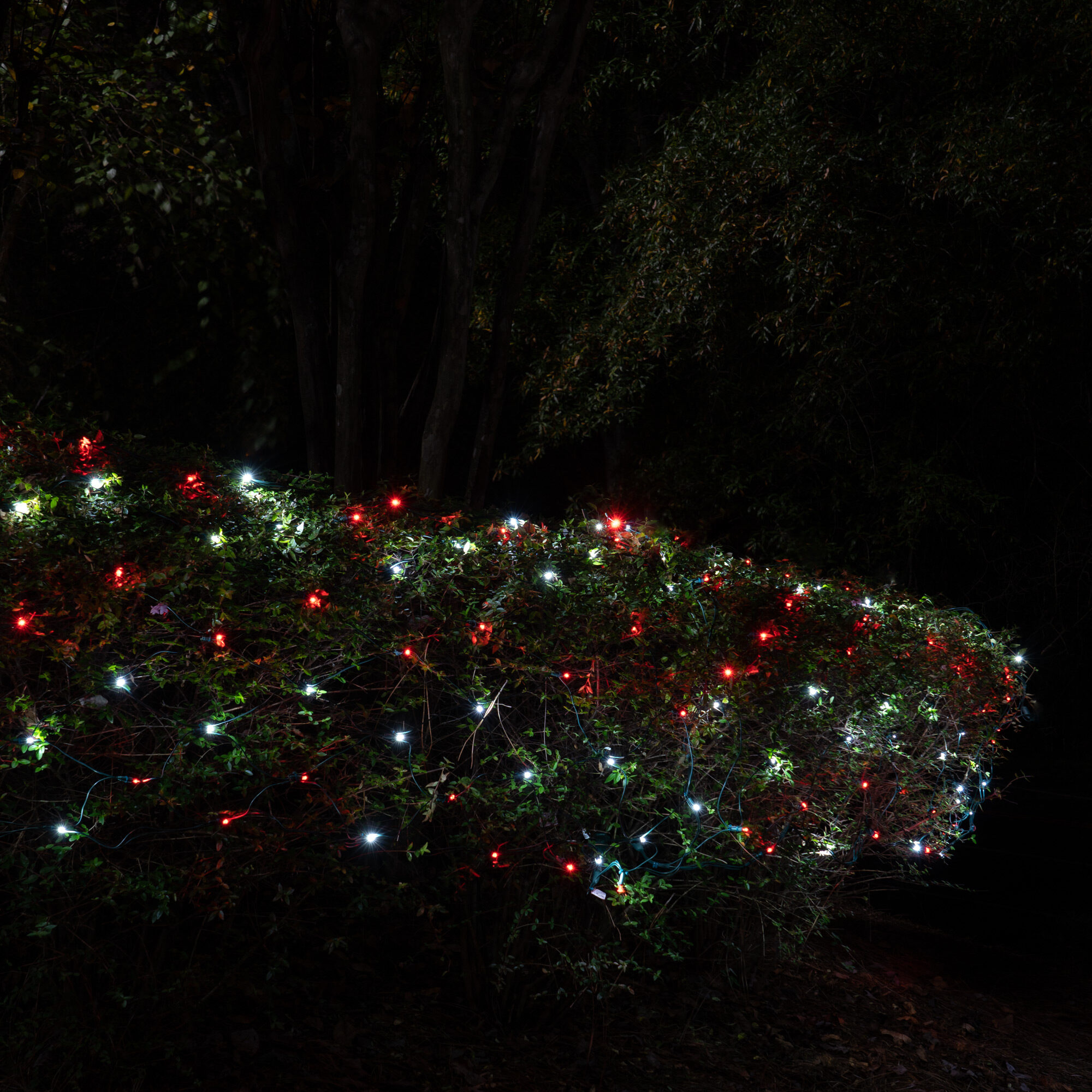 red and green net lights