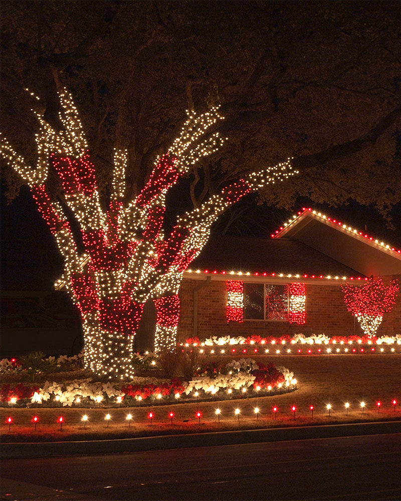 Outdoor Trees Wrapped With Mini LED Christmas Lights