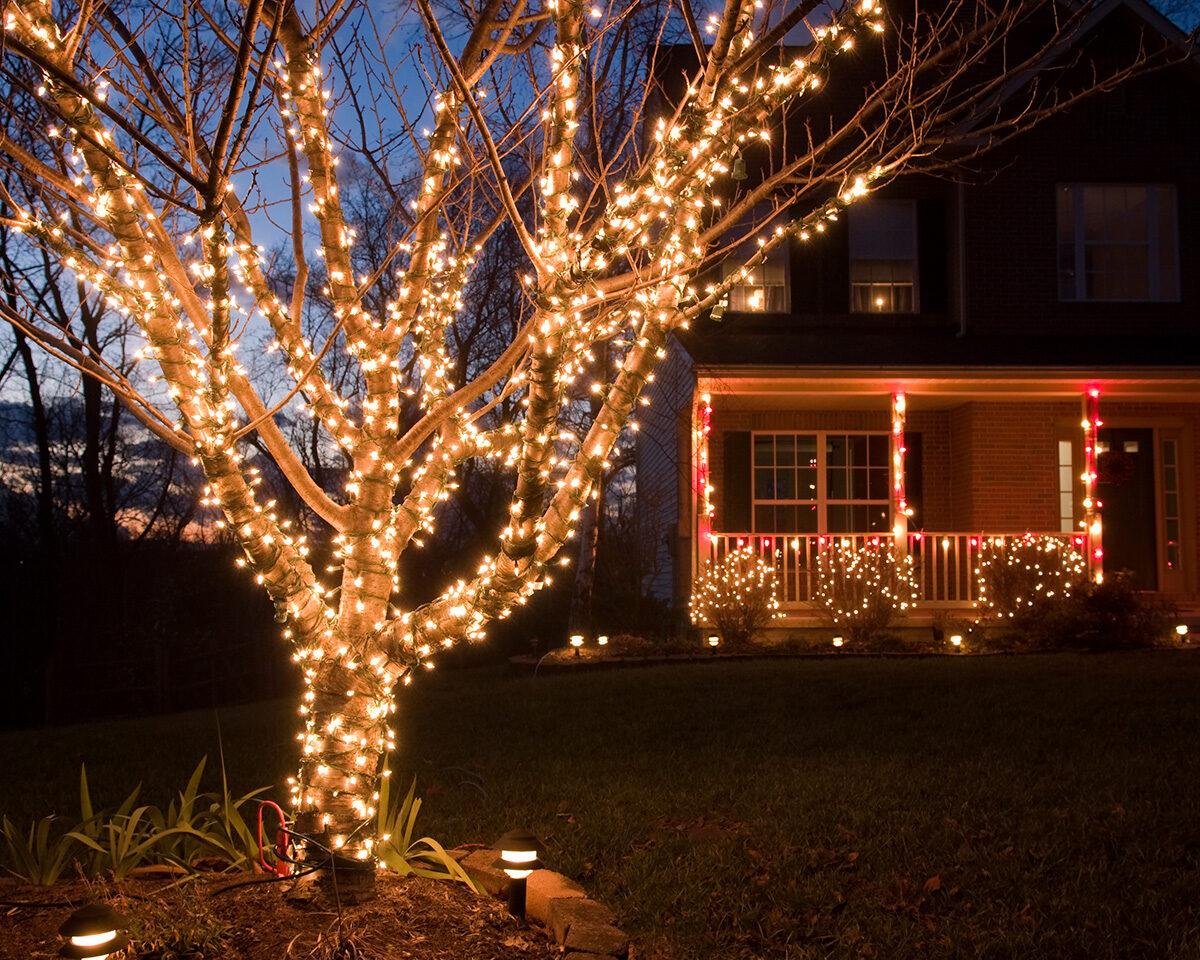 Outdoor Trees Wrapped With Christmas String Lights