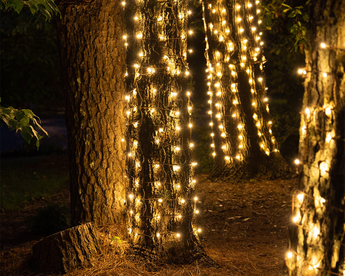 Outdoor Trees Wrapped With Christmas Net Lights