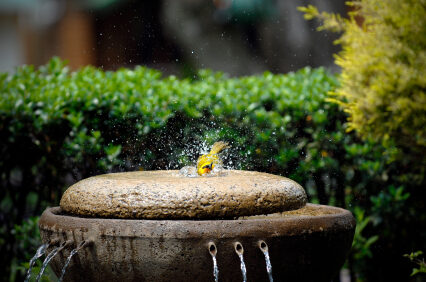 Attract more birds to your garden with these easy tips!