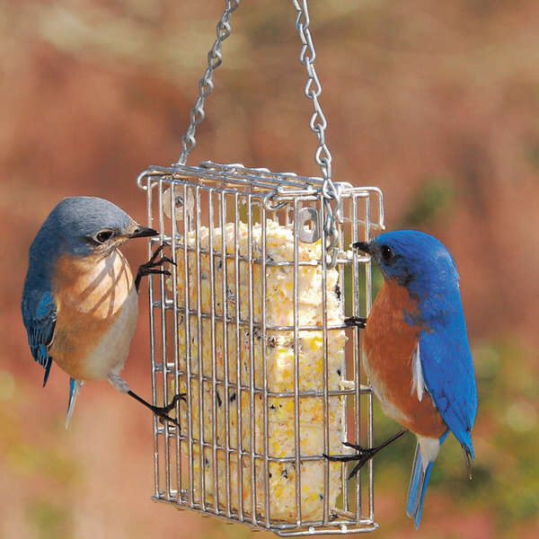 Attracting Birds To Your Feeder Yard Envy
