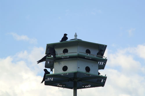 purple martin house location