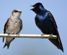 Purple martins