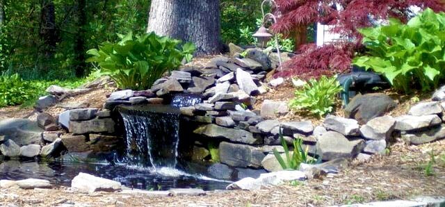 turn backyard ponds into bird gardens