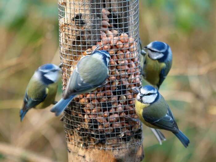 Attract more birds to your garden with these easy tips!