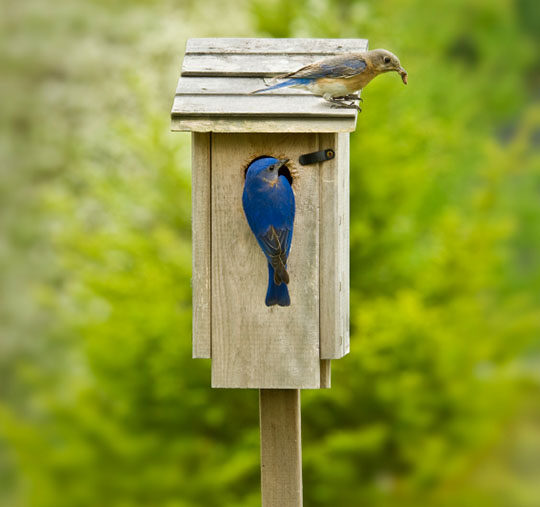 Information on bluebirds including habitats, nesting, preferred foods and best bird houses!