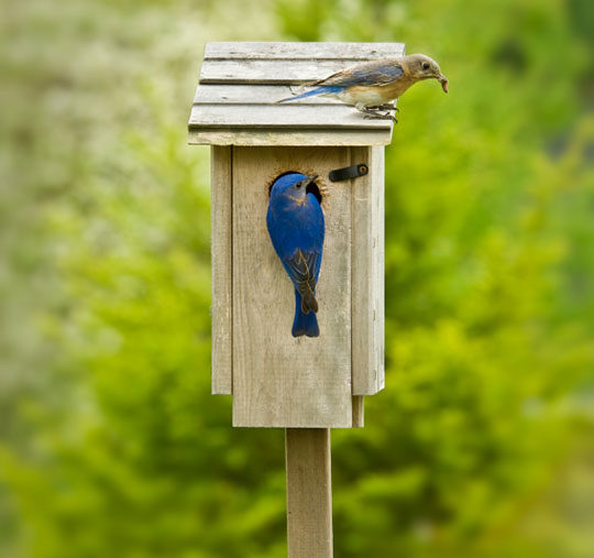 bluebird facts yard envy bluebird facts yard envy