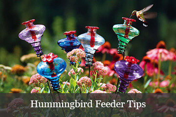 creating a bird garden yard envy creating a bird garden yard envy