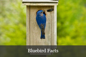 Bluebird Facts