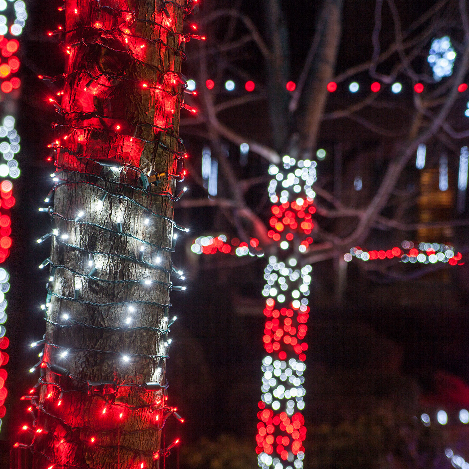 Outdoor trees wrapped with Christmas string lights