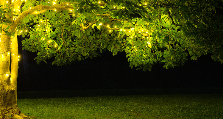 Light Wrapped Trees for Spring and Summer Backyard Enjoyment!