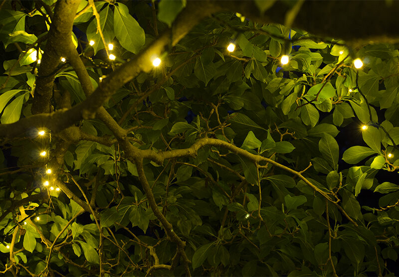 Tree Branches Wrapped With White String Lights