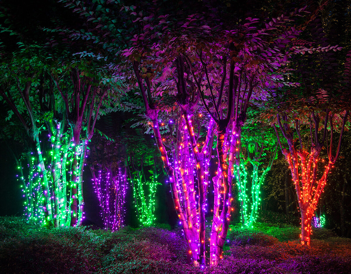 Wrap Trees with Halloween String Lights to Create an Eerie Electric Forest!