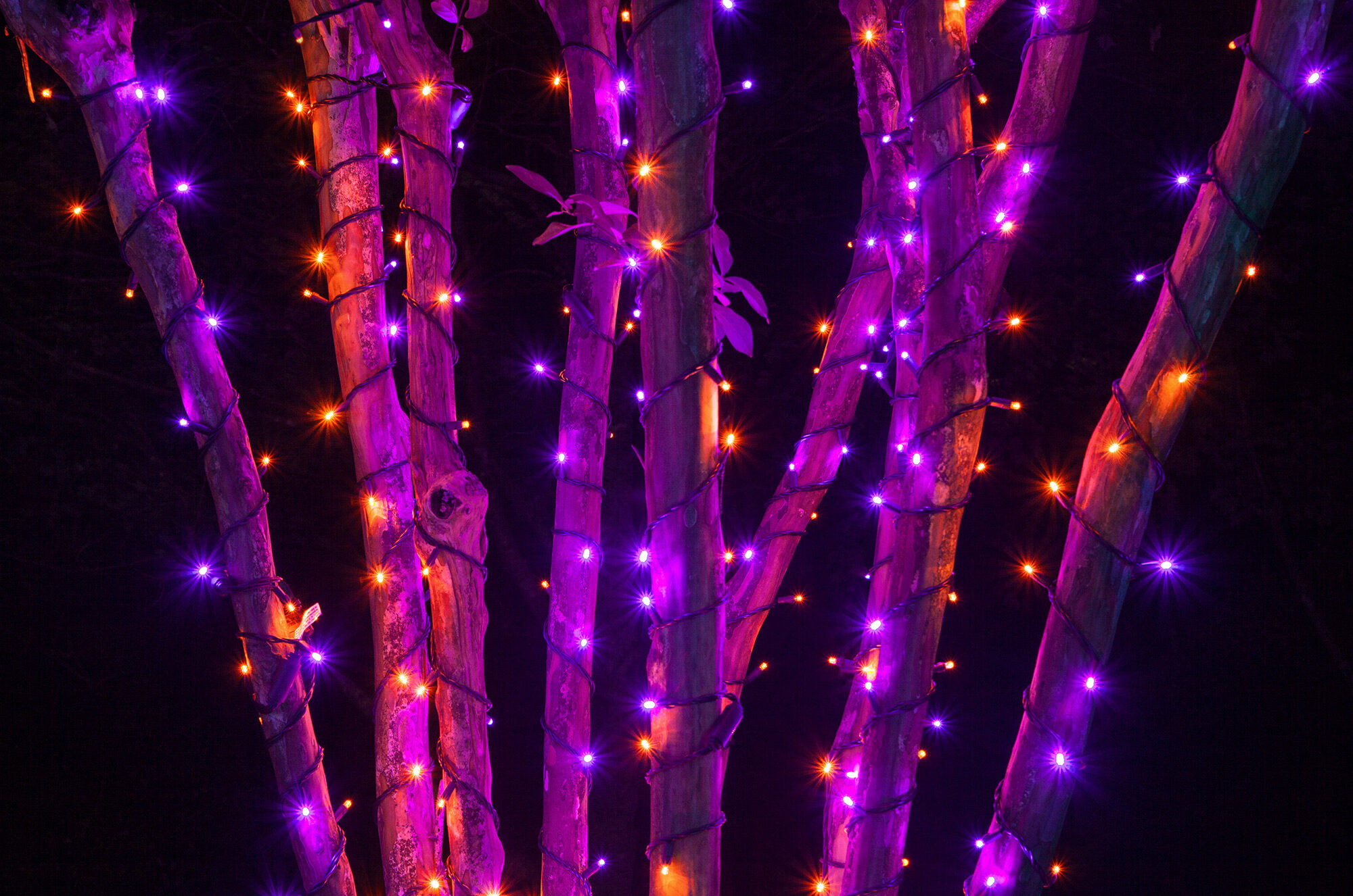 Halloween String Light Wrapped Trees - Orange & Purple Outdoor Halloween Decorating Ideas
